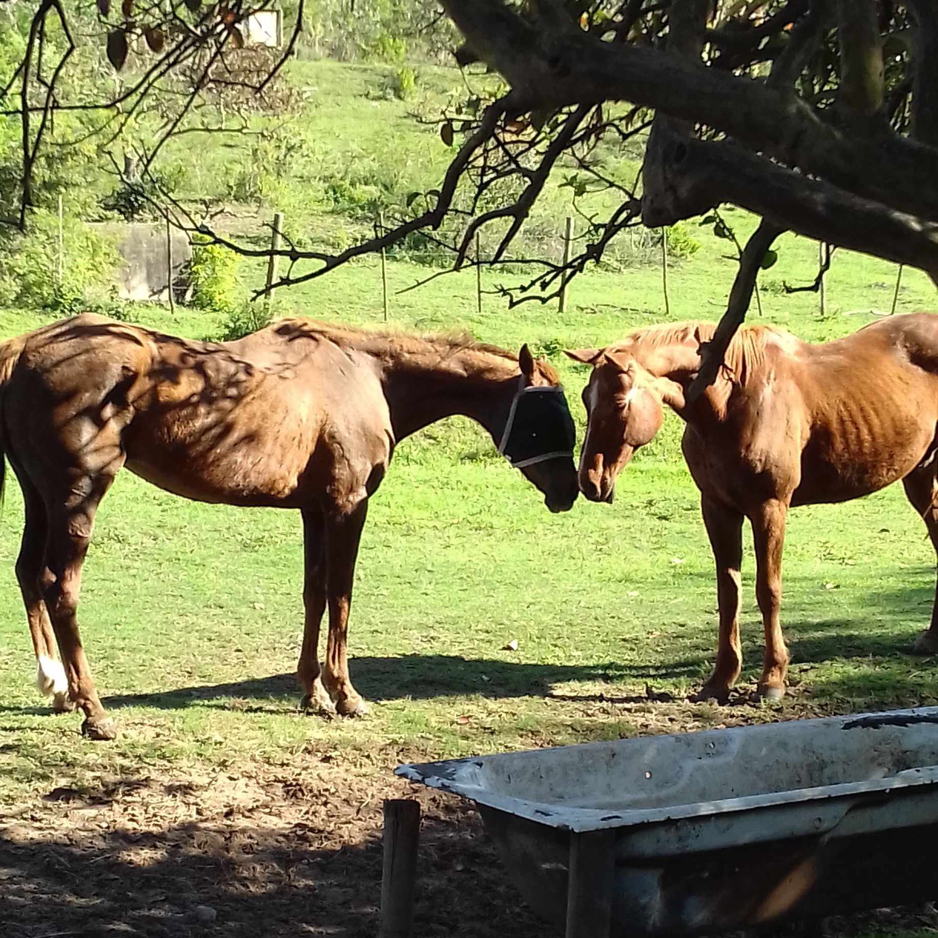 Horse Rsa RDA Volunteer helps Rescue Horses in South Africa